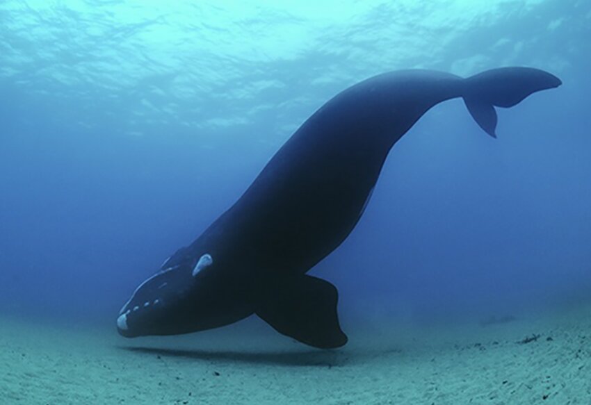 Northern Right Whale.